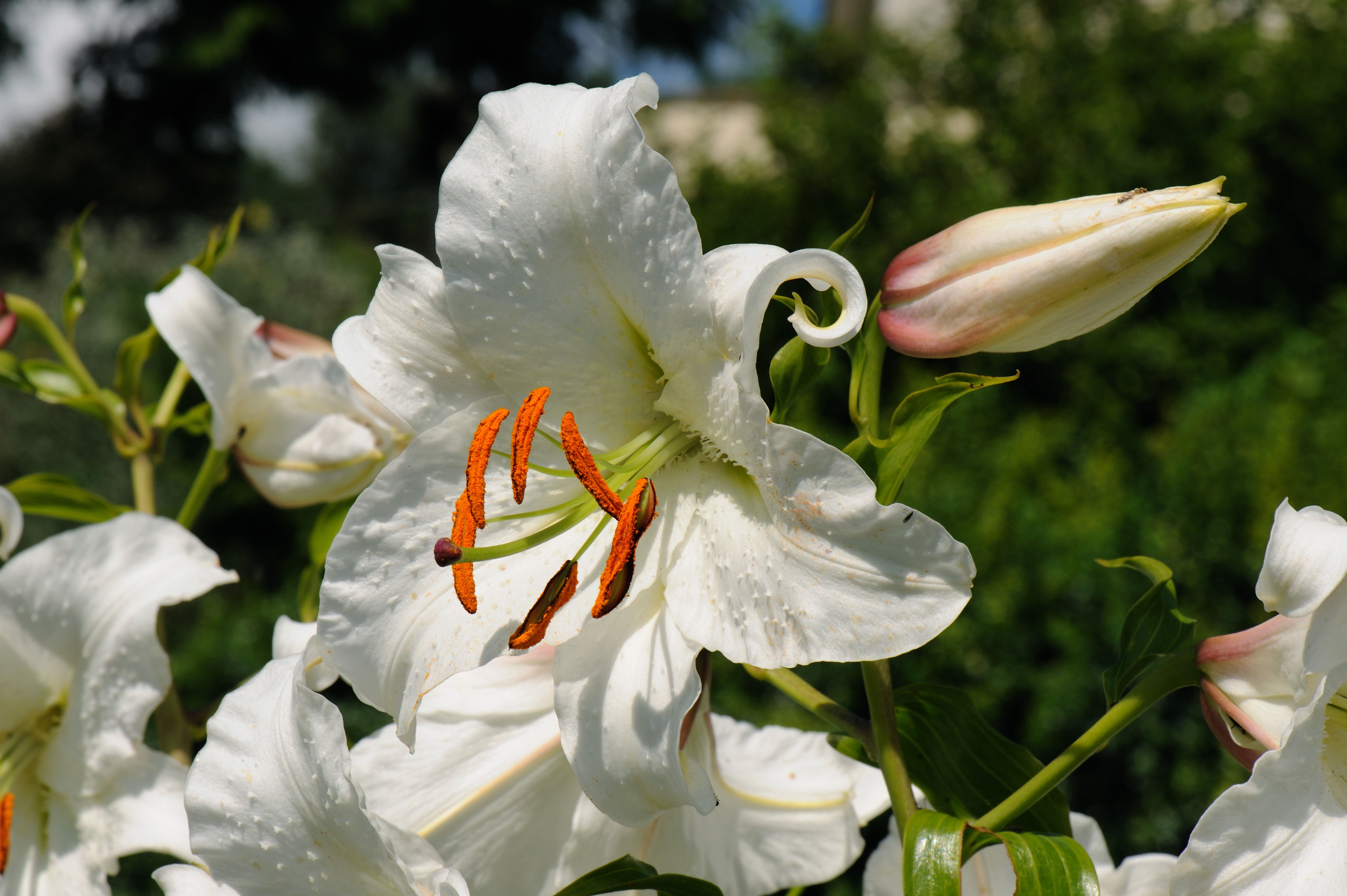 Lilium regale (Alamy/PA)