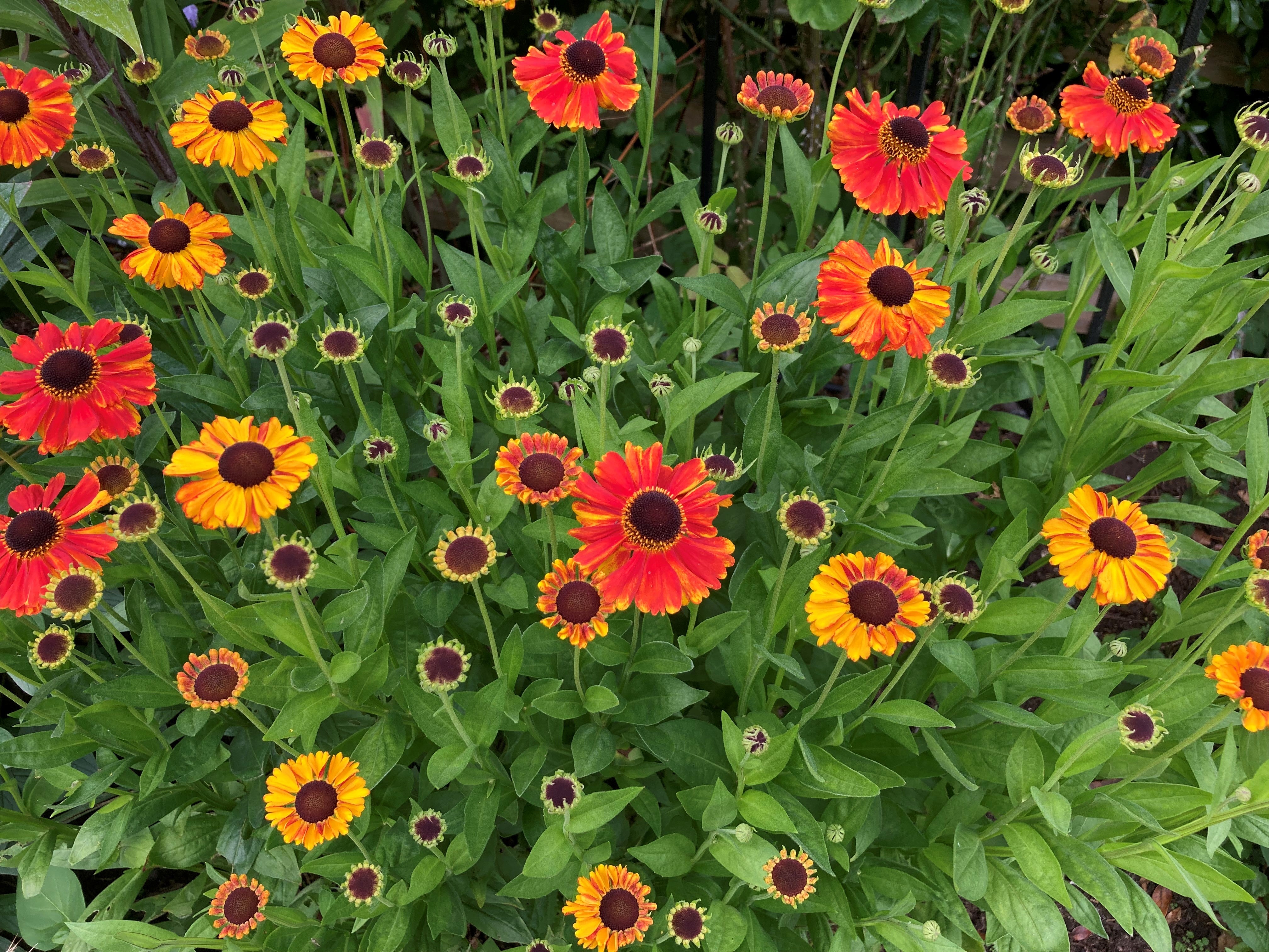 Helenium ‘Moerheim Beauty’ (Hannah Stephenson/PA)