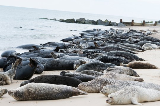 seals on the beach on the sand