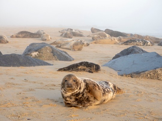 seals on the beach. 