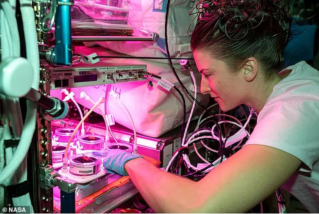 The rest of the day is spent repairing the ISS or conducting scientific experiments. Many experiments such as the one pictured aim to see how organisms like plants respond to microgravity. Here, NASA astronaut Kayla Barron checks out plants growing inside the Veggie plant research facility for the Veggie PONDS experiment