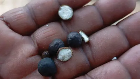 Madhubani Makhana Hand holding makhana which look like large peppercorns