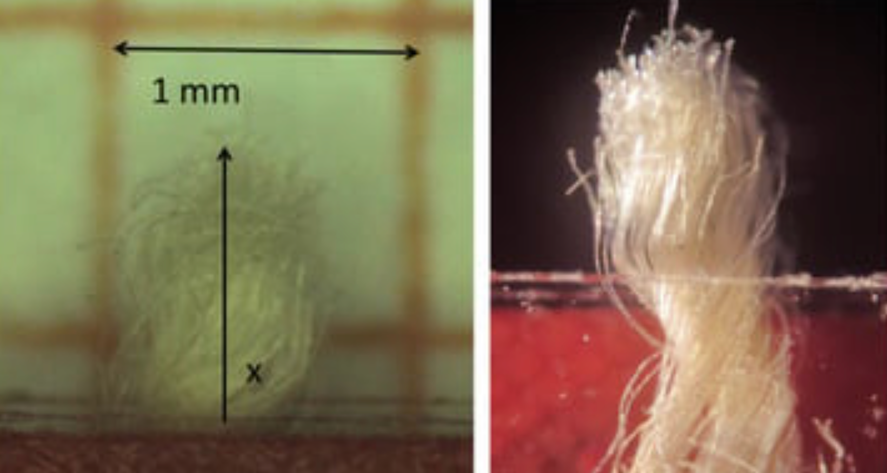 Microscope photographs of the shroud sample