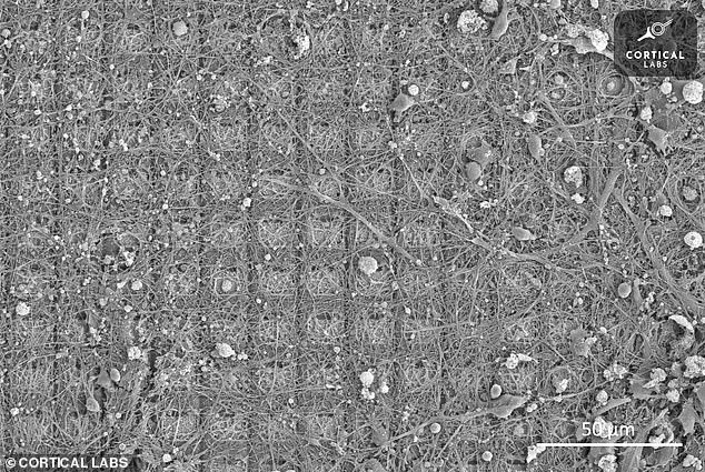 The researchers were inspired by a previous study which showed that a plate of mouse neurons (pictured) in what they called a 'DishBrain' could learn to play Pong