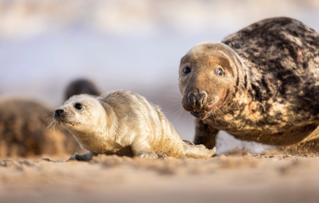 seals on a beach