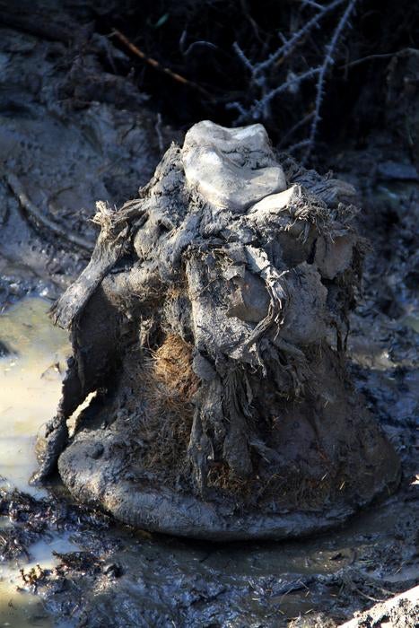 Photo of a mammoth foot in a permafrost environment