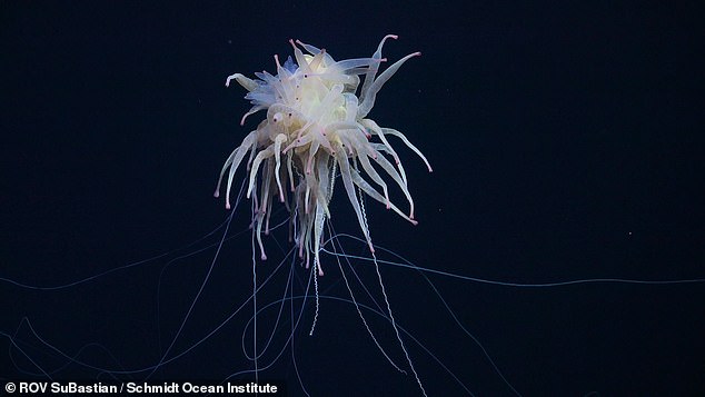 Incredible footage provides the first ever glimpse at these creatures, including a sea toad, flying spaghetti monsters (pictured), and a Casper octopus