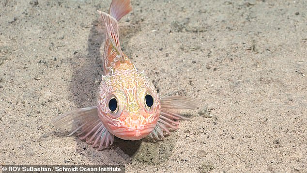 The new seamount was discovered by a team of oceanographers from Schmidt Ocean Institute as they explored the Nazca Ridge ¿ an underwater mountain chain 900 miles off the coast of Chile. Pictured: a new species of scorpionfish