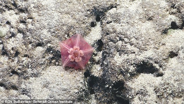 Using underwater robots, the team was able to map the huge mountain, and film some of the life thriving there. Pictred: a deep-sea starfish