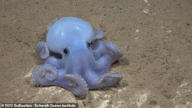 A pristine coral garden was uncovered measuring 800 square metres ¿ about the same size as three tennis courts. Pictured: the Casper octopus