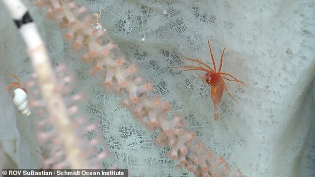 This expedition was the third this year conducted in the region, with the previous two expeditions documenting over 150 new species. Pictured: a Poliopogon sponge with a shrimp