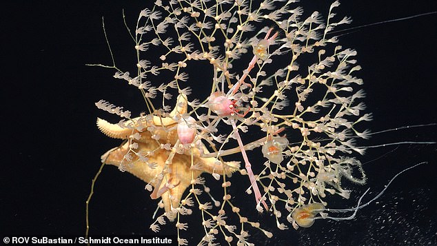 The researchers hope the findings will help to piece together some of the mysteries hiding in our unexplored oceans. Pictured: golden coral with a squat lobster and seastar