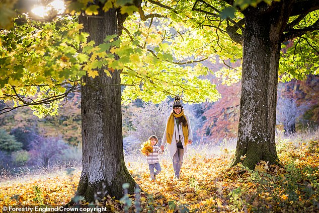 Trees produce sugars through a water-intensive process called photosynthesis. With more water, the trees have been able to fill their leaves with even more sugar than normal