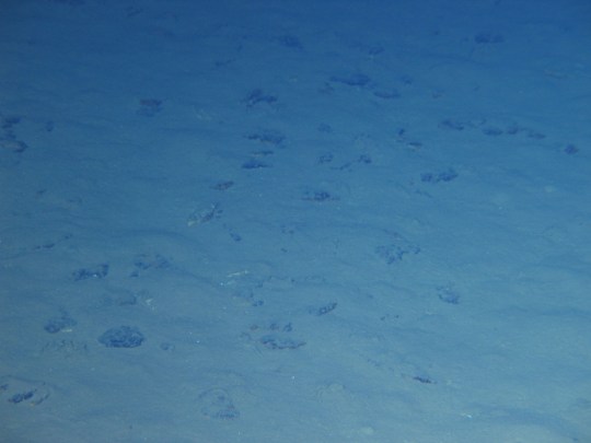 Mandatory Credit: Photo by ZUMA Press Wire/REX/Shutterstock (1794896t) Pelagites pictured by Jiaolong, China's manned deep-sea submersible, in the deep sea of the Marian Trench. The Jiaolong completed its third dive into the Mariana Trench and returned to the mother ship with a biological sample on Friday. The dive reached as deep as 6963 meters Various - 2012