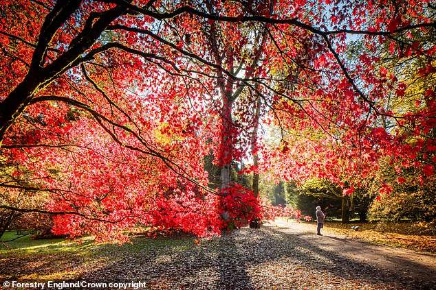 Experts say that above-average rainfall earlier this year will result in an even more spectacular autumn