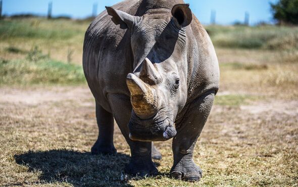 World's last white rhinos under surveillance in Kenya