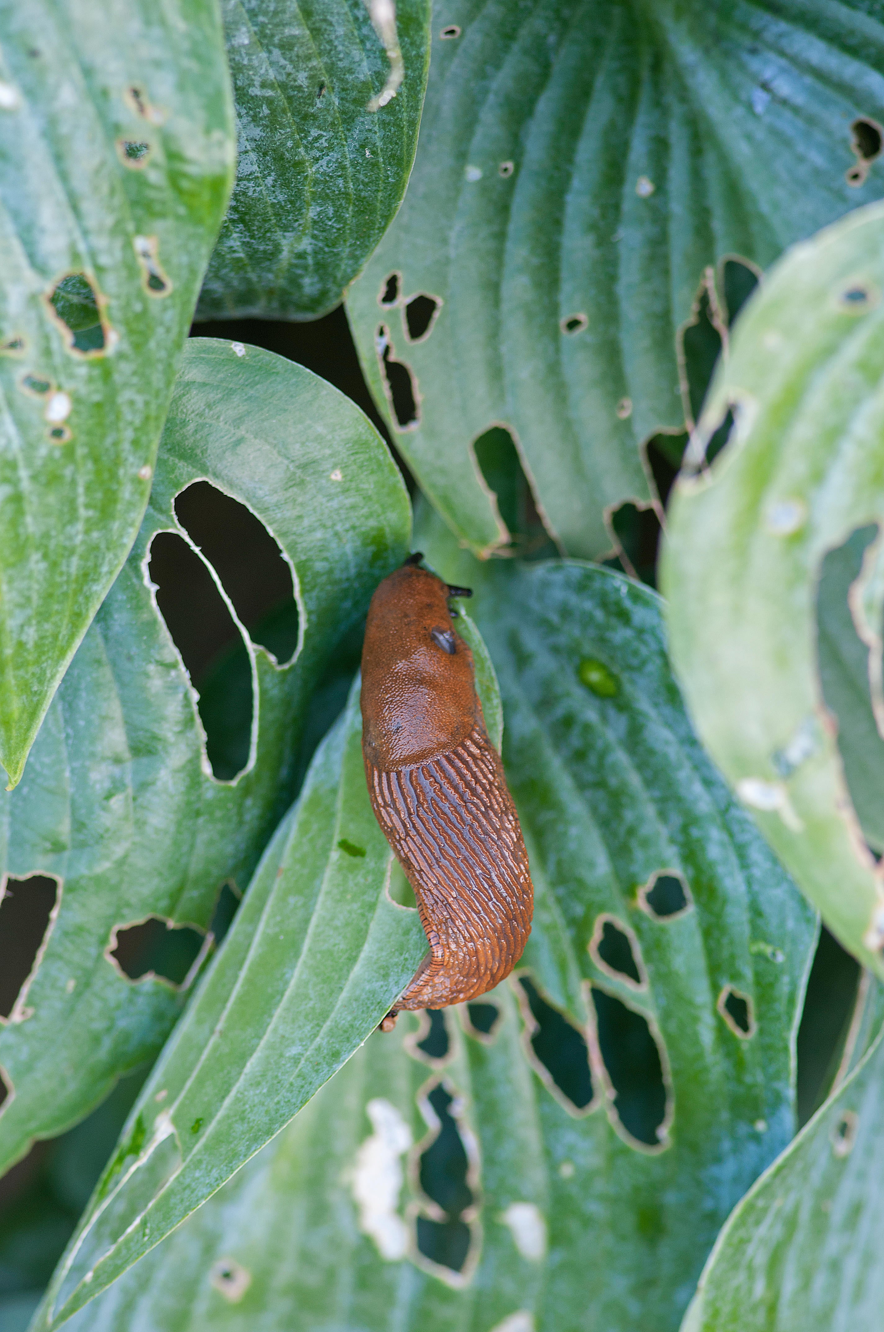 Slugs love hostas