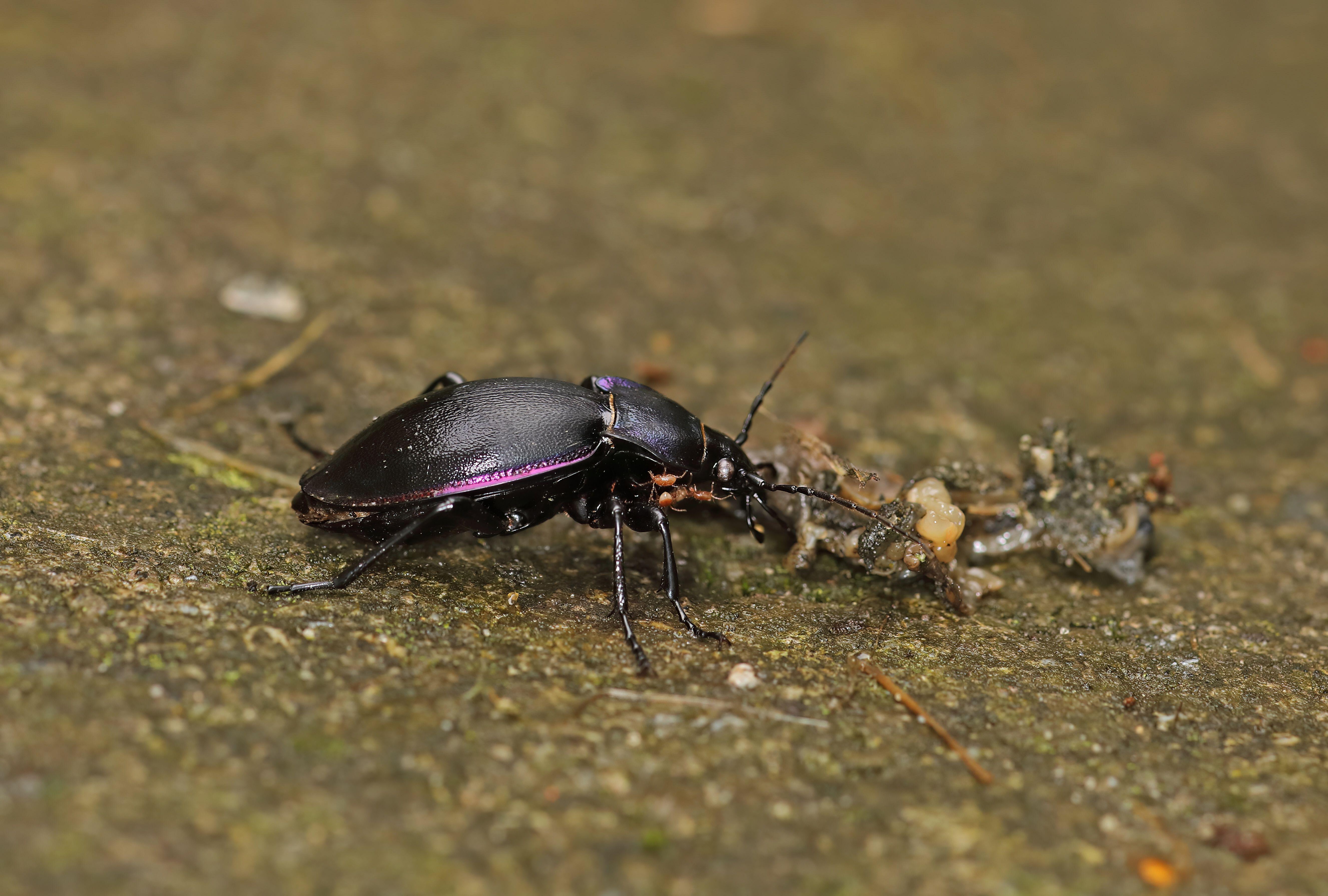 A ground beetle eating a squashed slug