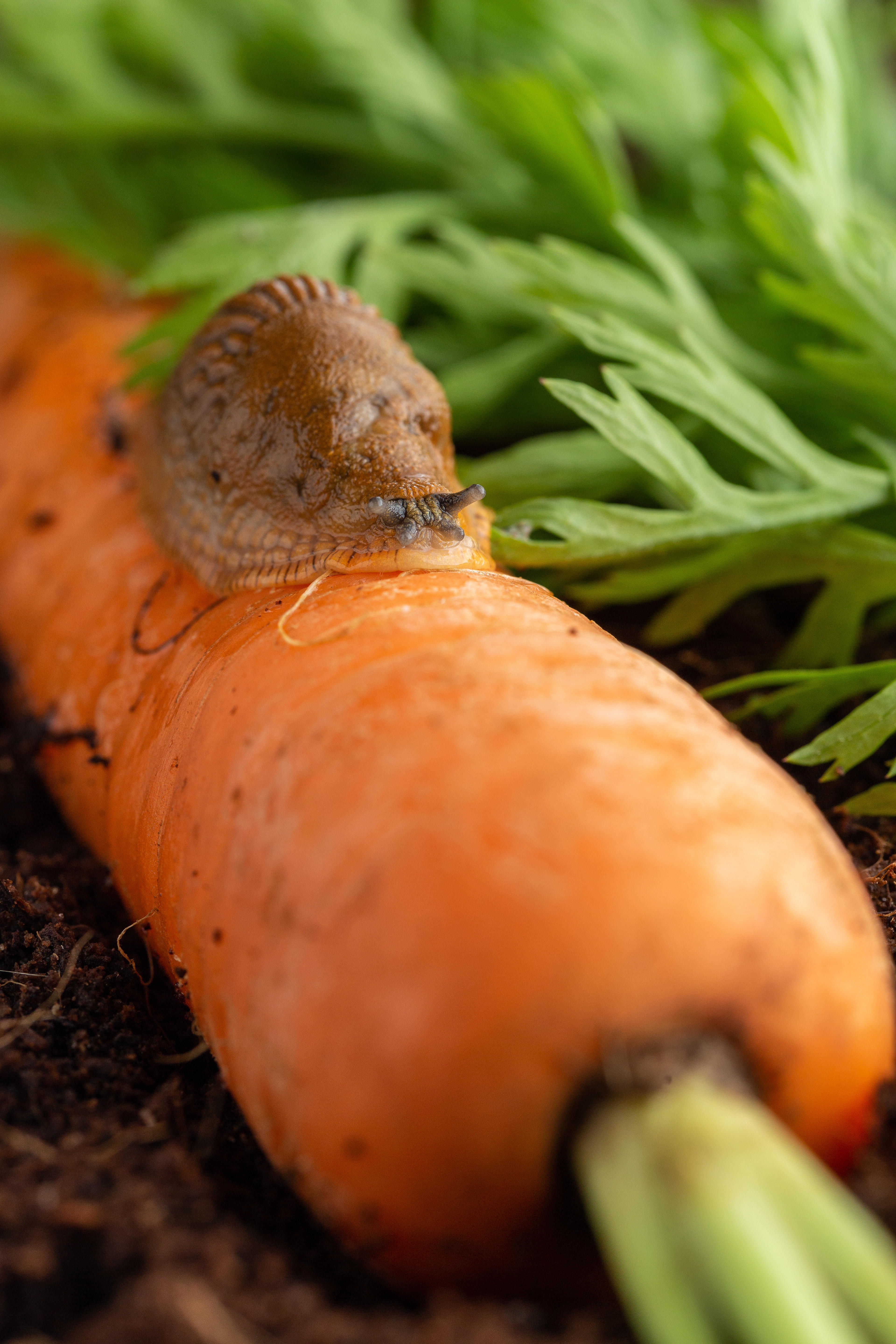 A slug feeding on a carrot