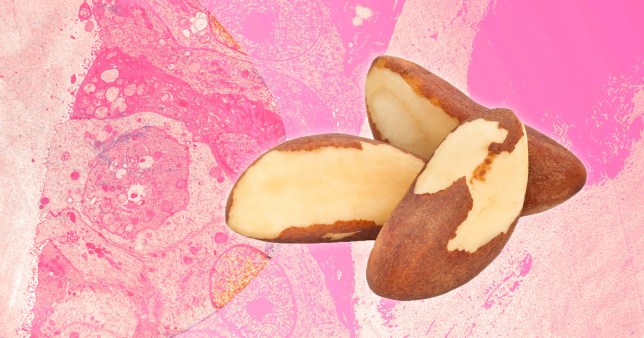 a brazil nut is seen 