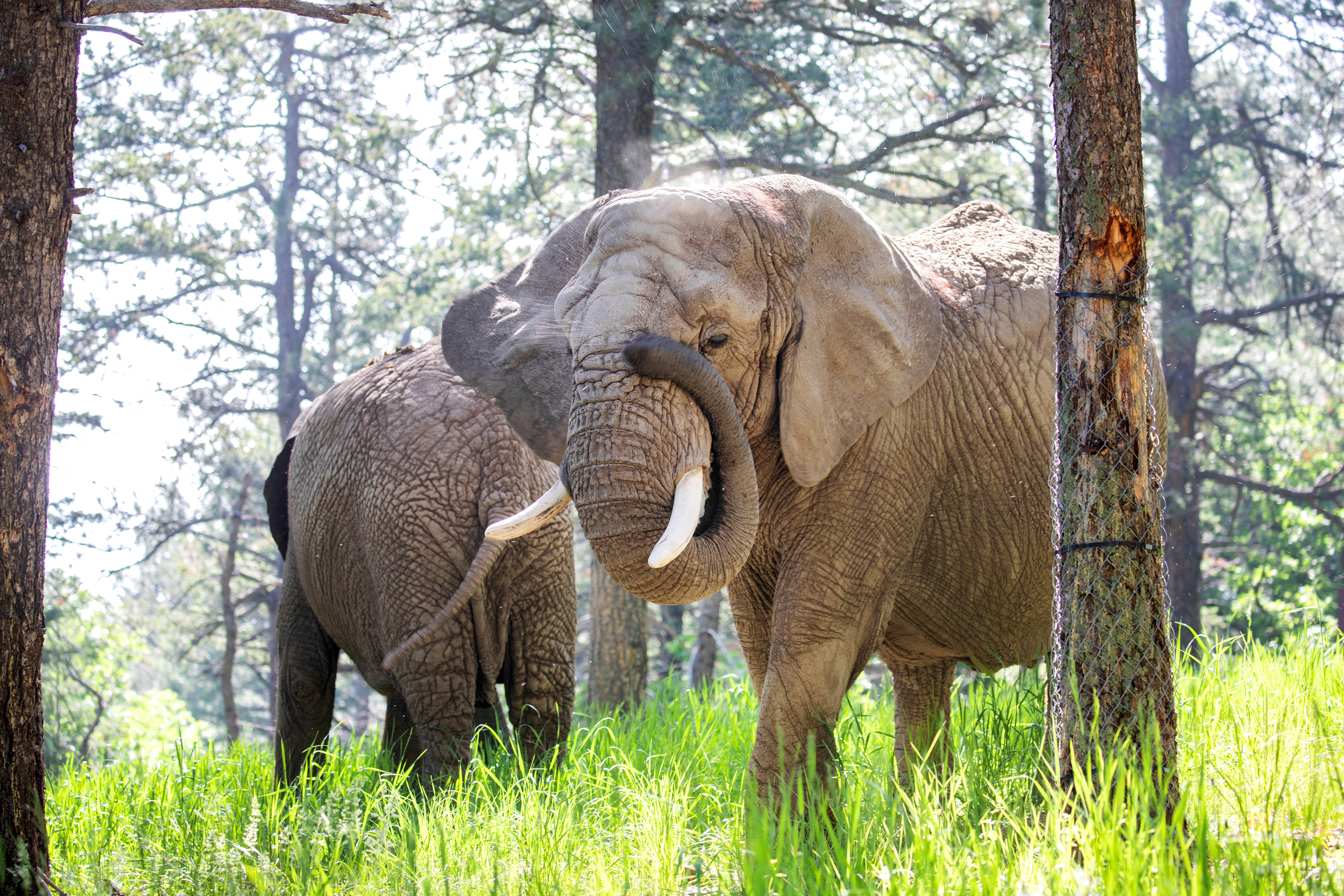 This undated photo provided by the Cheyenne Mountain Zoo shows elephants Kimba, front, and Lucky, back, at the Zoo in Colorado Springs, Colorado. A court is now hearing if the elphants can challenge thier captivitiy