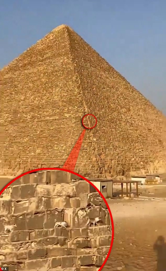 It's unclear whether the three dogs in this new video are Apollo and his pack-mates. But it's not unlikely, as this seems to be the only pack that regularly climbs the pyramid