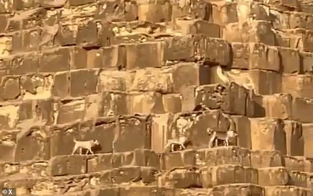 A new video shows three dogs trotting across the side of the pyramid about mid-way up. Their lively gates and wagging tails suggest they are safe and happy