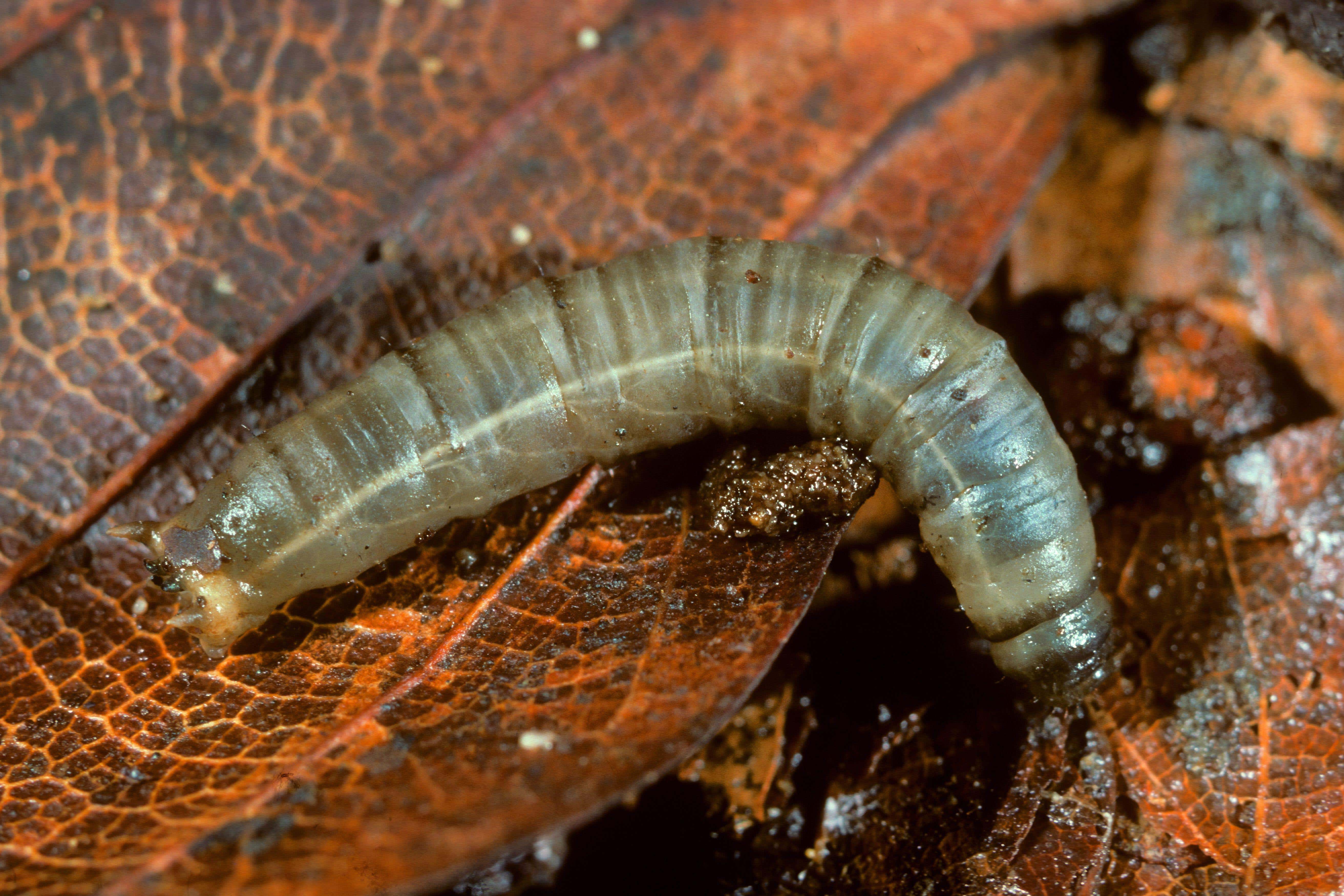 A leatherjacket on a leaf (Alamy/PA)