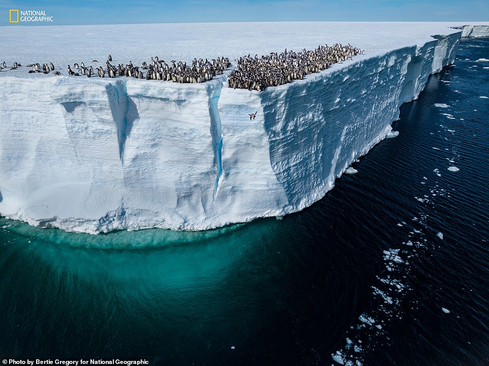 A young emperor penguin jumps off a 50-foot cliff for its first swim. Nat Geo adds 'The species normally breeds on low-lying sea ice, but some colonies have been found on higher and more permanent ice shelves, behavior likely to become increasingly common with climate change. Left by their parents a month earlier, the chicks must fend for themselves and find food by hunting in the sea'