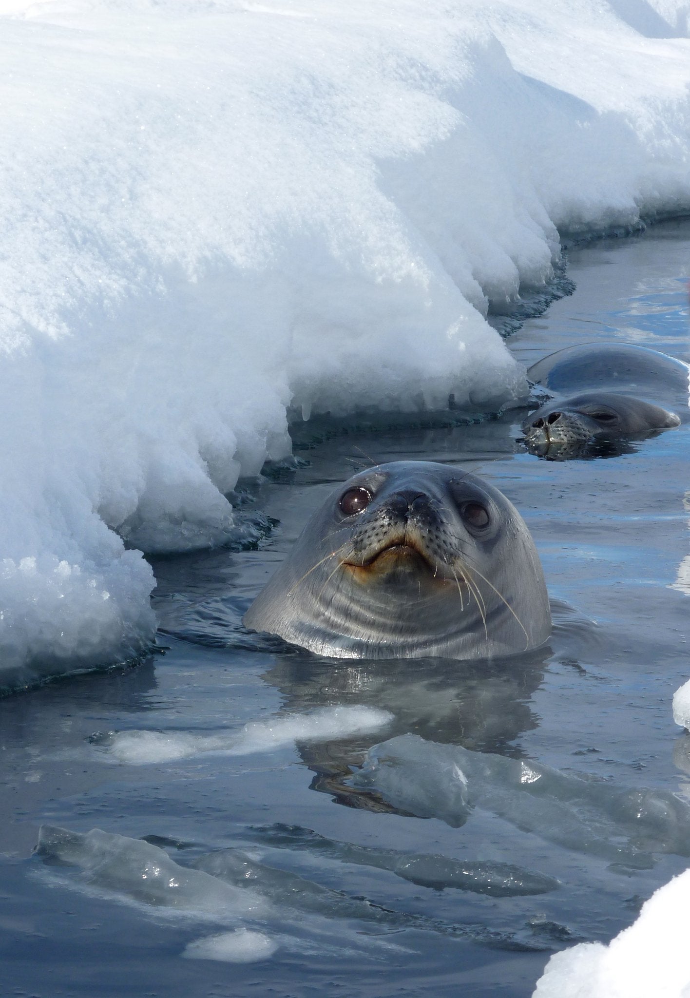 To understand the hunting patterns, researchers outfitted the seas with a tech tool, antenna-like loggers that collected 8,913 days of data from 59 adult seals