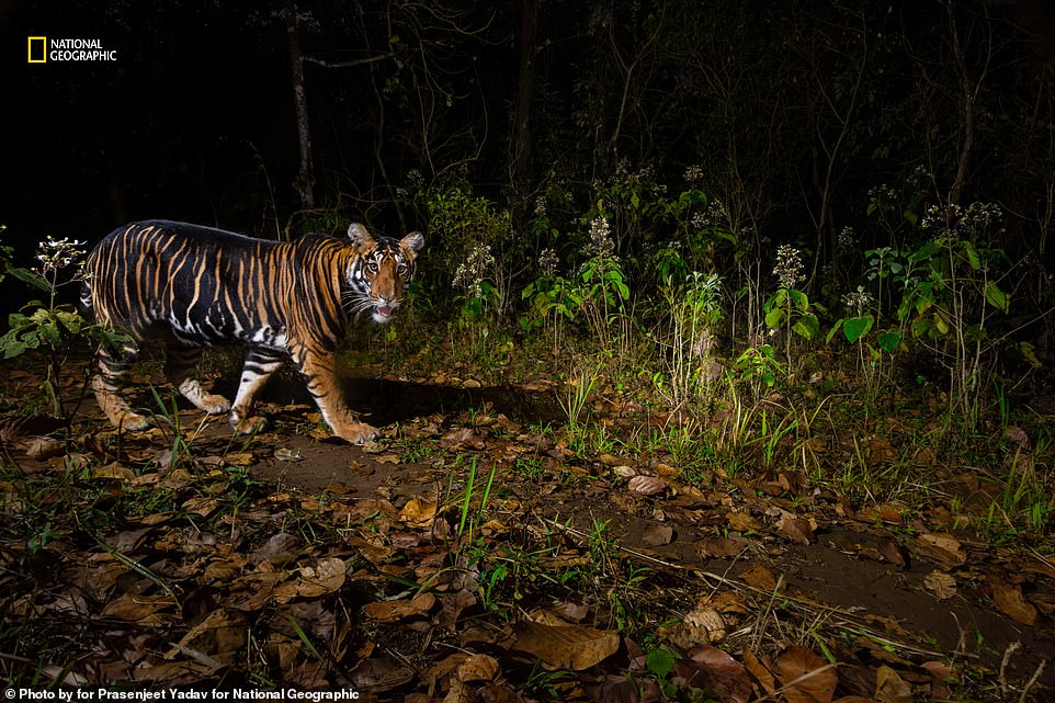 A spellbinding picture of a black tiger - known for its merged stripes - patrolling the Similipal Tiger Reserve in eastern India