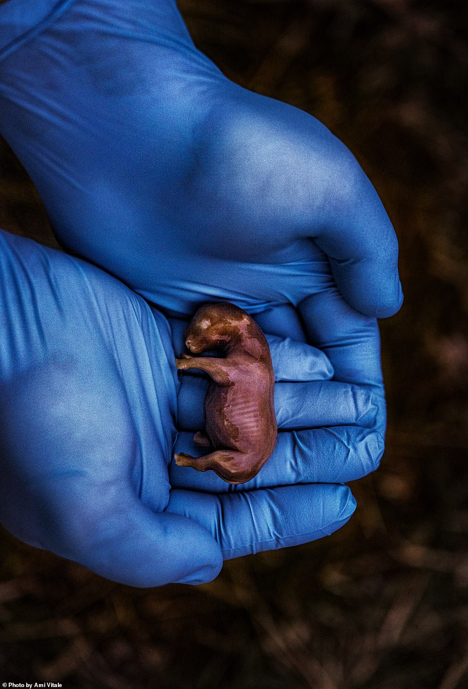 A scientist in Kenya holds the 70-day-old fetus of a rhino conceived through in vitro fertilisation (IVF). The surrogate mother sadly died from a bacterial infection