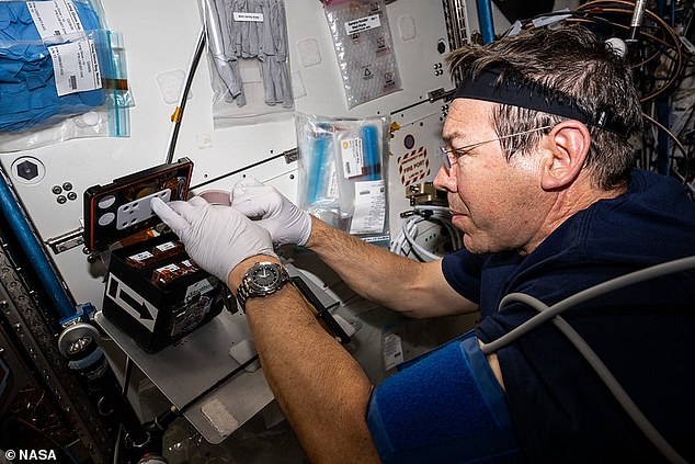 NASA astronaut Mike Barratt processes brain organoid samples aboard the ISS for a different research project conducted this year