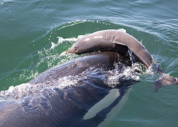 Killer whale in the Salish Sea is observed harassing a porpoise,