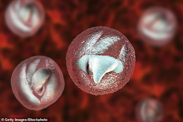 Cryptosporidium parasites are protected by a thick shell that allows them to even survive in chlorinated swimming pool water