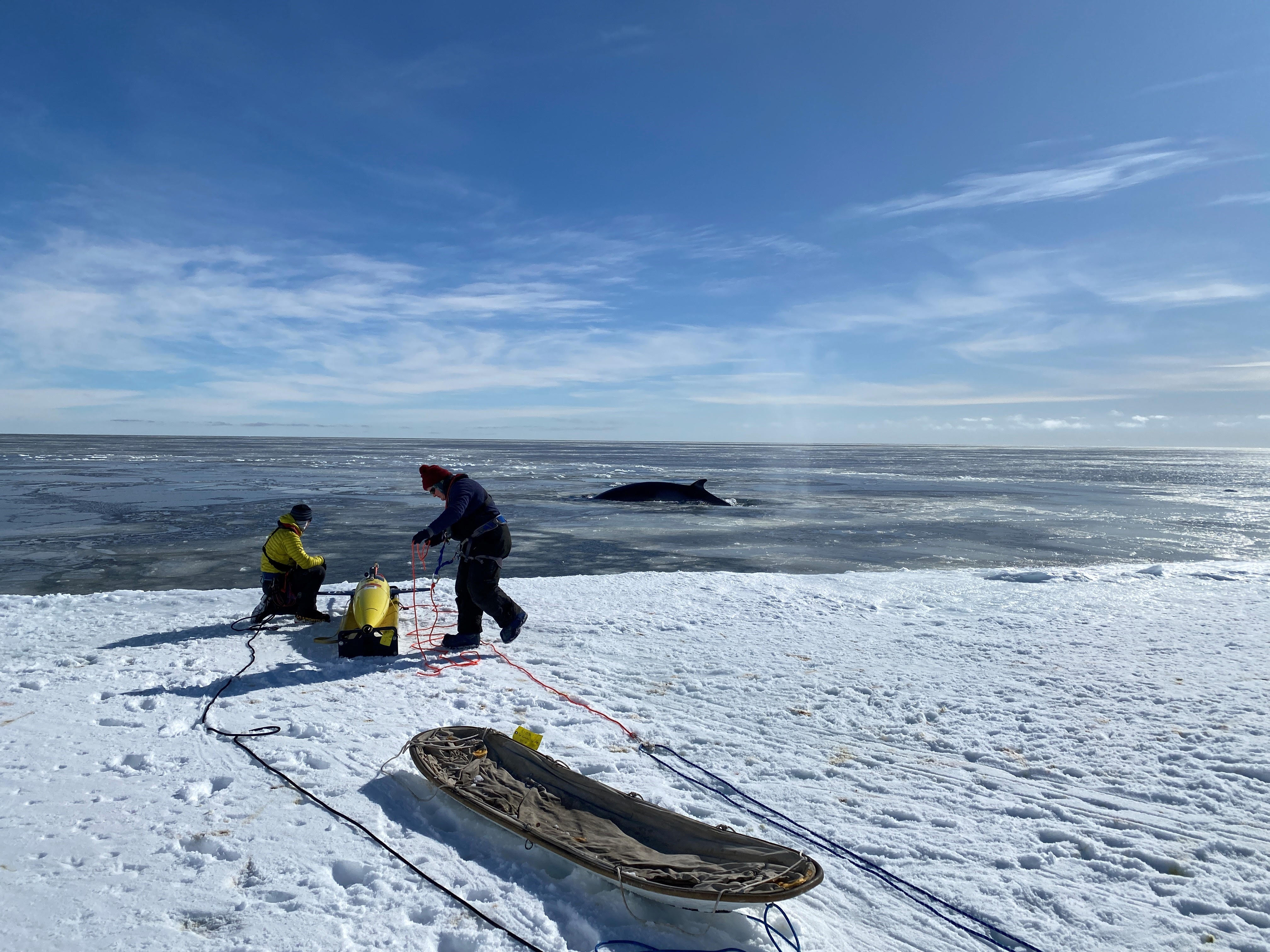 The autonomous underwater vehicle named Marlin is deployed into the Ross Sea by scientists. Marlin helped the University of East Anglia researchers to reveal the impact of warming ocean waters on a major Antarctic ice shelf.