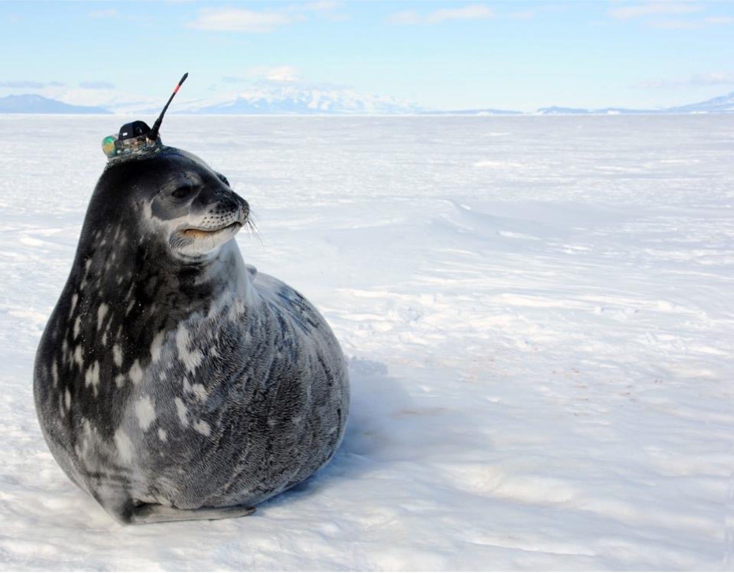 Researchers have gained new insights into Weddell seals and their hunting strategies in the Antarctic. The seals, like this one, are able to dive for as long as an hour and half before they need to resurface