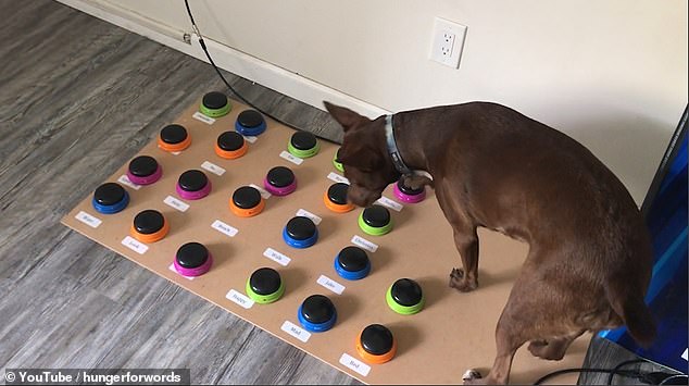 Stella, a five-year-old Blue Heeler/Catahoula mix from Chicago, was trained to use a soundboard to communicate by her owner, speech-language pathologist Christina Hunger