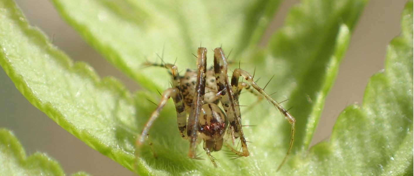 One of two new species of pirate spider found high in the mountains of St Helena and named in honour of Liza Fowler