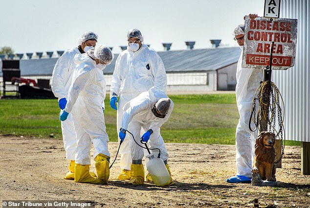 California has declared a state of emergency over the emerging bird flu pandemic (stock of workers wearing hazmat suits). The above shows workers in tthe Eden Valley, Minnesota, in 2015. They were responding to a bird flu outbreak at a poultry farm