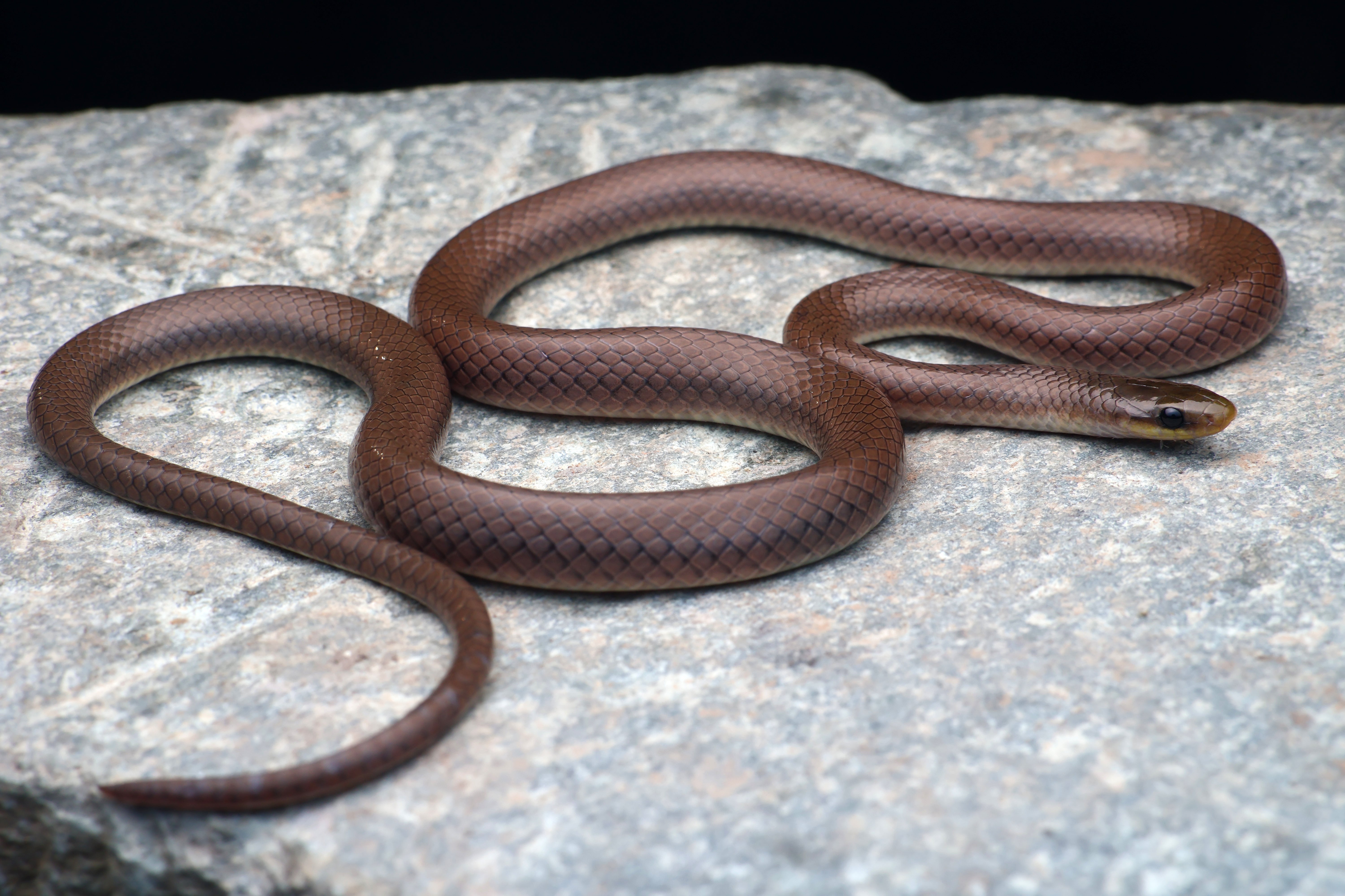 Anguiculus dicaprioi - a new species and genus of snake from the Indian Himalayas named after actor and environmentalist Leonardo DiCaprio