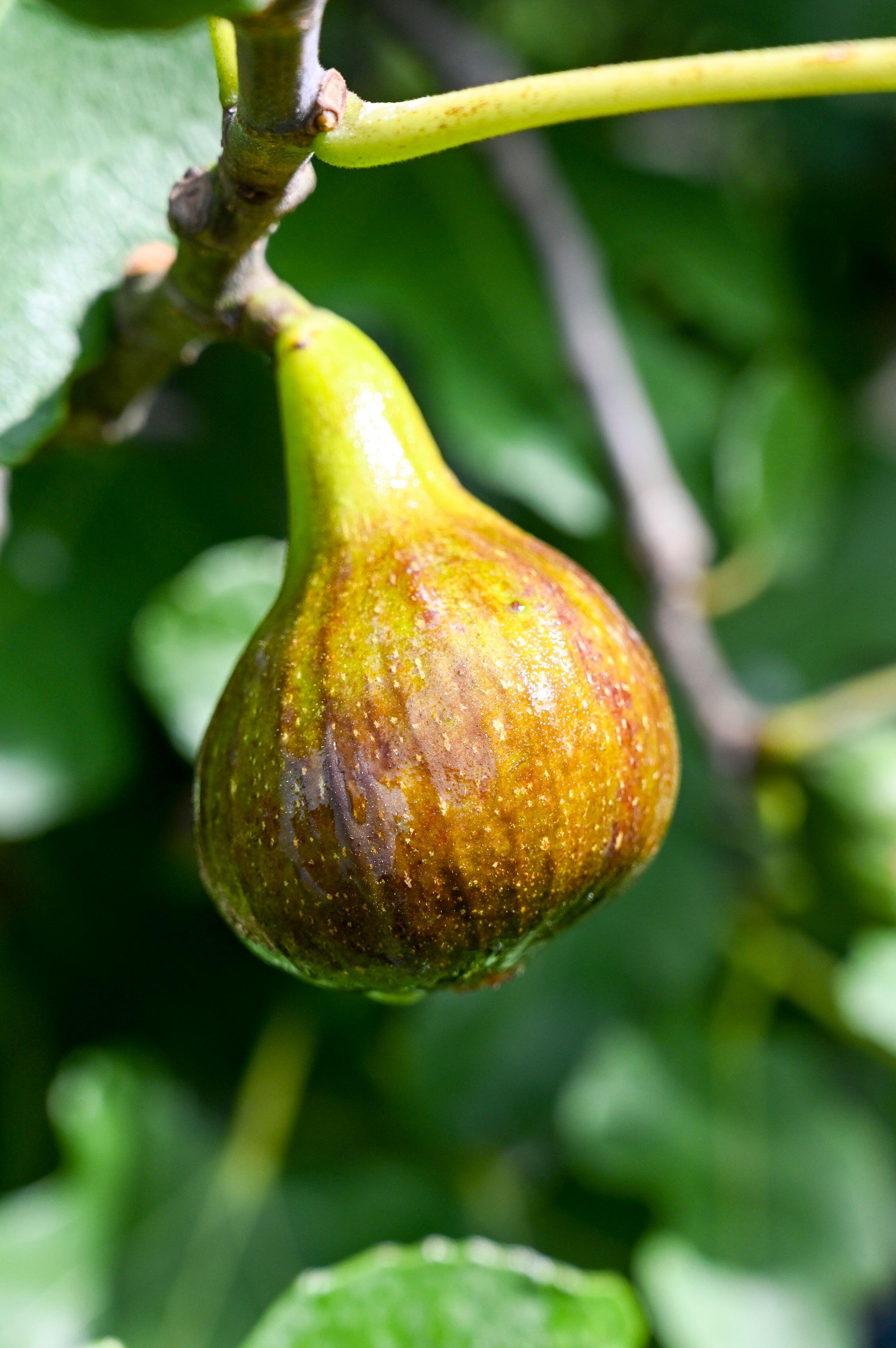 A ripe fig on a tree