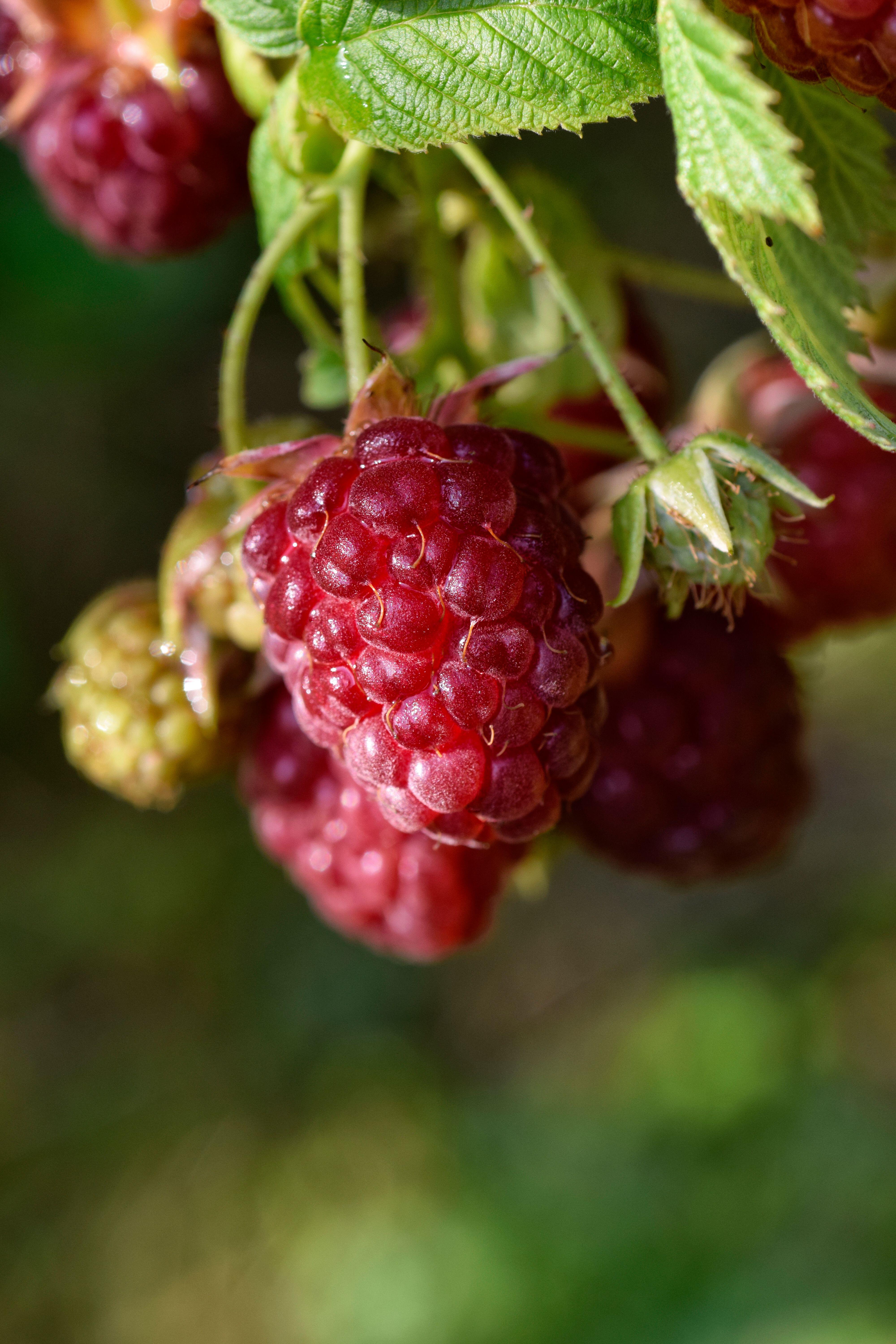 Raspberries on a cane