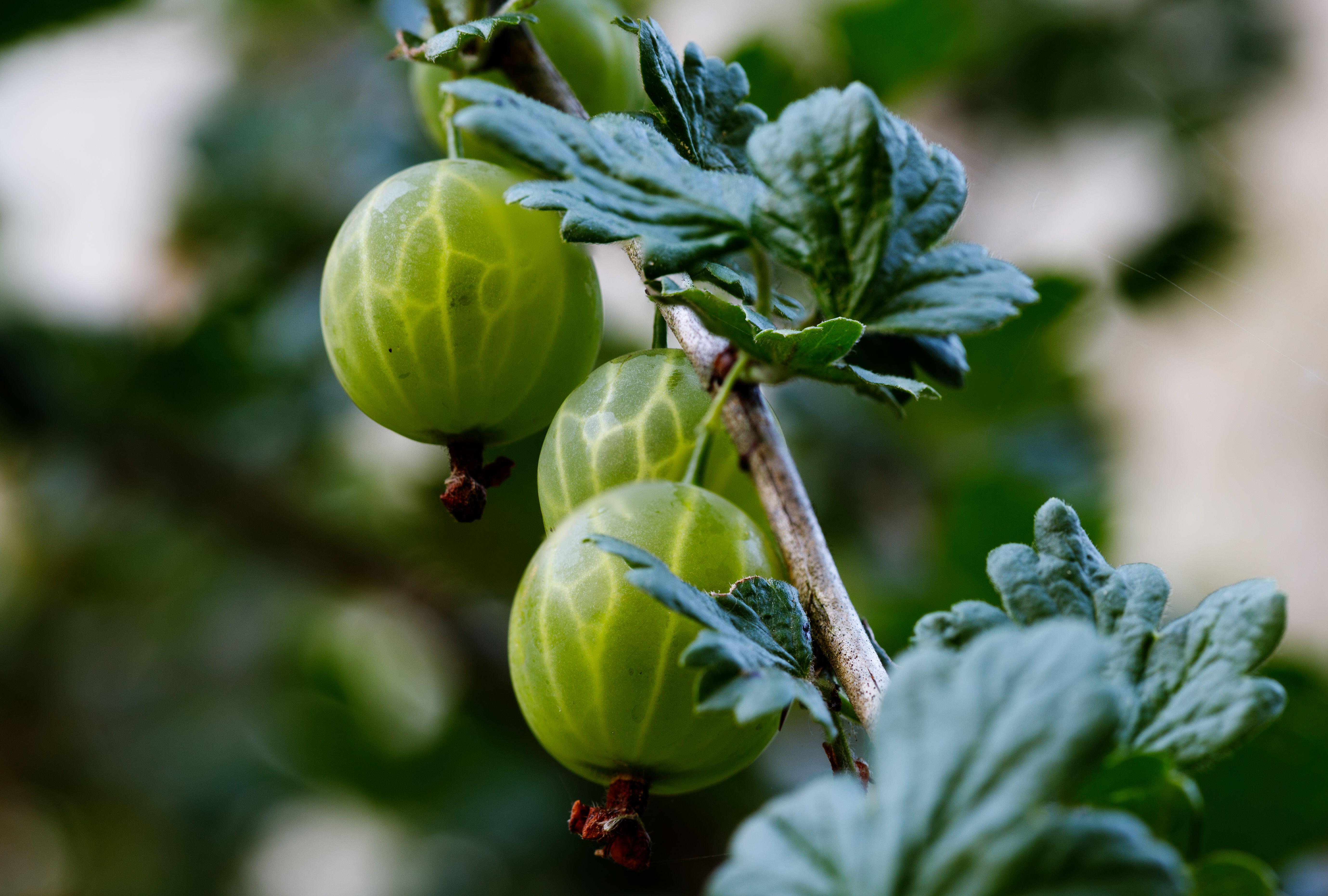 Gooseberries on a bush