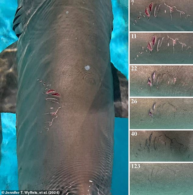 Researchers examined the mating wounds sustained by sand tiger sharks held in an aquarium as they healed. This allowed them to create a scale for rating the severity and freshness of mating wounds