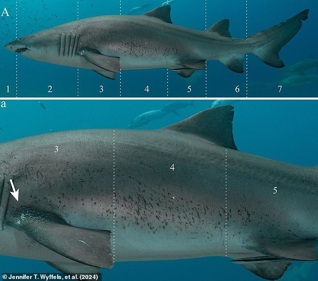 The researchers analysed photos of sand tiger sharks in the Spot A Shark USA database to see how many mating wounds they had. Injuries sustained in the zones labelled 3, 4, and 5 were classified as mating wounds