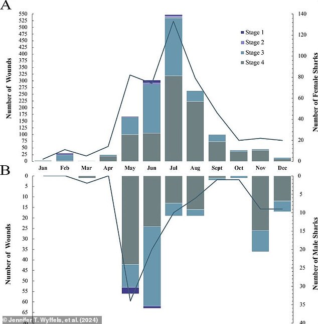 This revealed that sharks had the most fresh wounds during late May, suggesting that the mating season is in mid to late summer. The data also shows that sharks with mating wounds were concentrated around North Carolina. This shows that the area is a mating and gestation hot-spot for sand tiger sharks