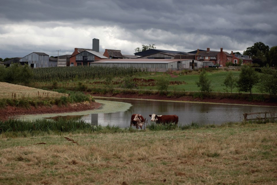 Two cows by a pond near a distillery.