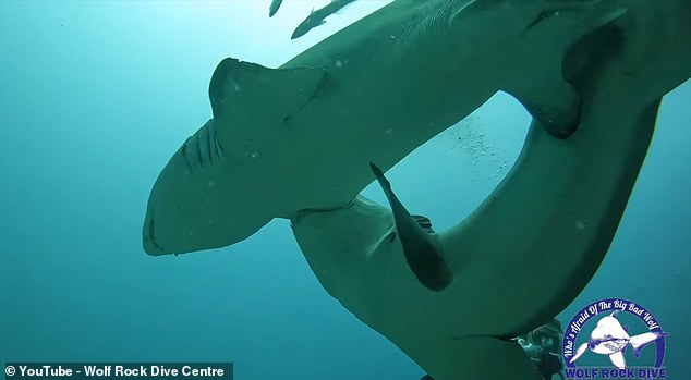 While mating, male sharks will bite onto the pectoral fins or gills of females to hold them in place long enough to press their bellies together