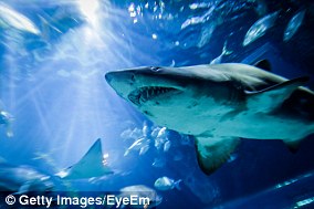 Shark have electrosensory organs that act like a 'sixth sense'